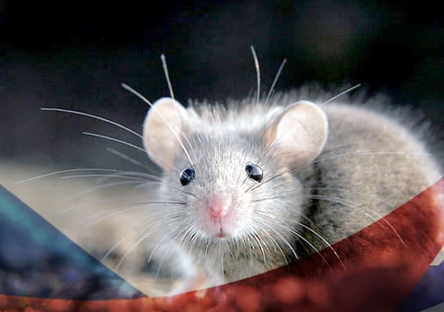 Уничтожение мышей в Сергиев Посаде