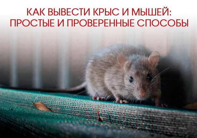 Как вывести крыс и мышей в Сергиев Посаде: простые и проверенные способы