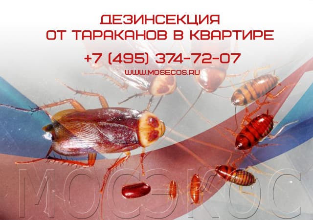 Дезинсекция от тараканов в квартире в Сергиев Посаде