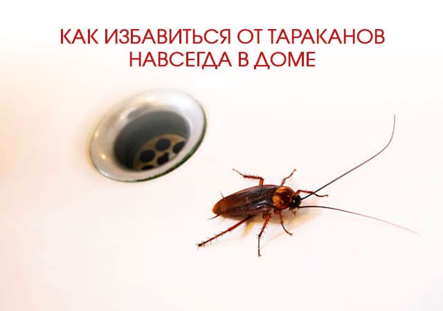 Как избавиться от тараканов в доме в Сергиев Посаде