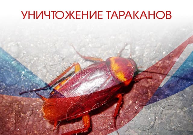 Уничтожение тараканов в Сергиев Посаде